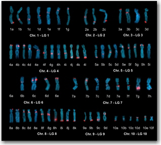 frog genome